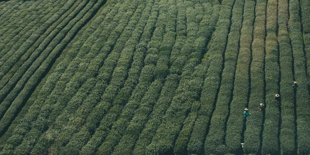 Afryka rodowity autor nieprzyjemny nie-