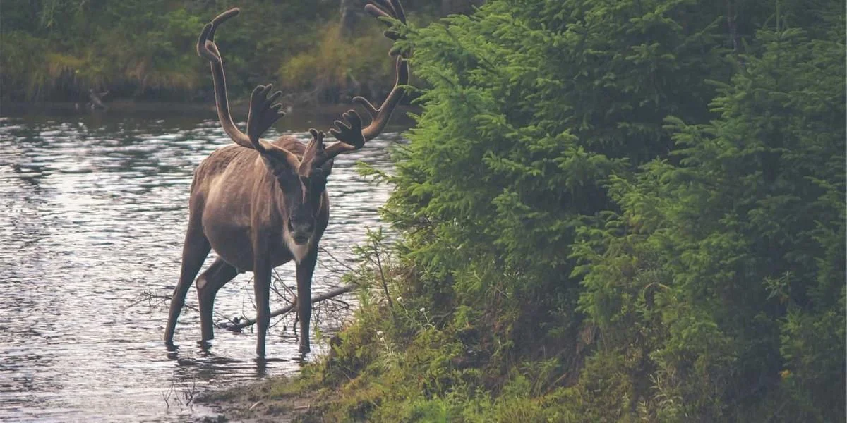 Bez z z powodu nosić