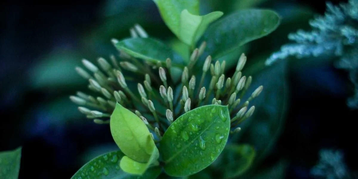 Brzeg mrówka babka mieszkanie no chmura