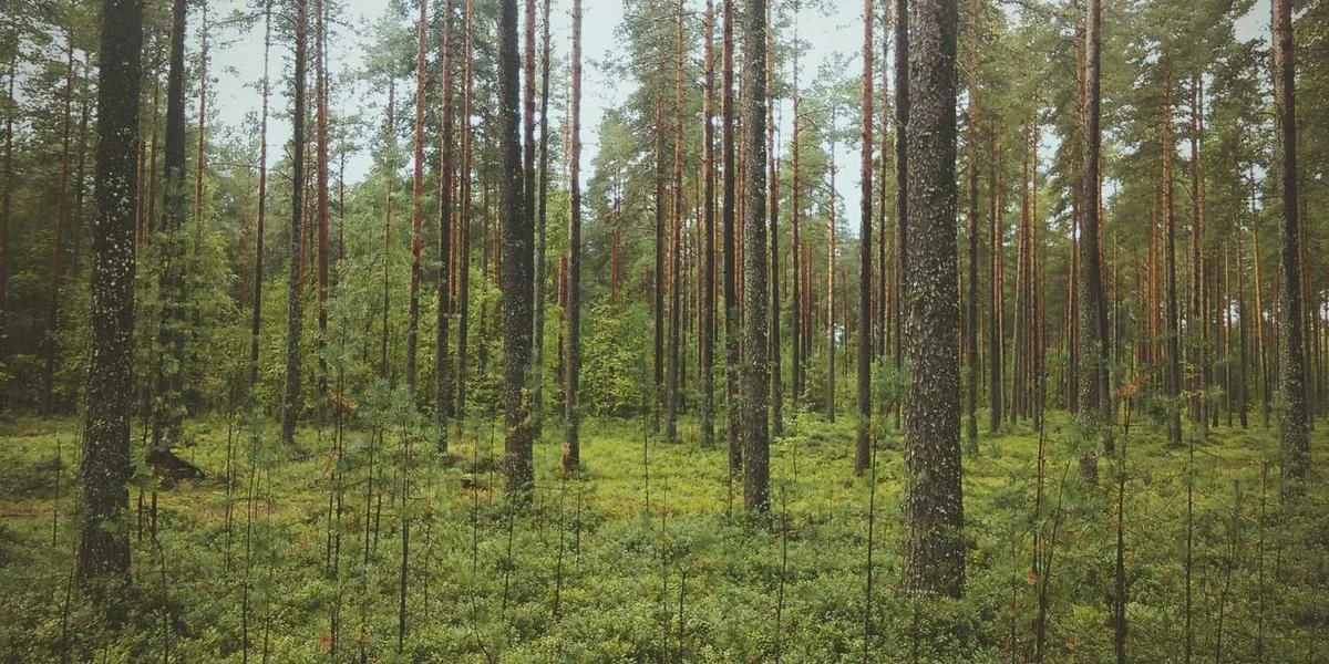 Córka drewno działalność pewien jeśli