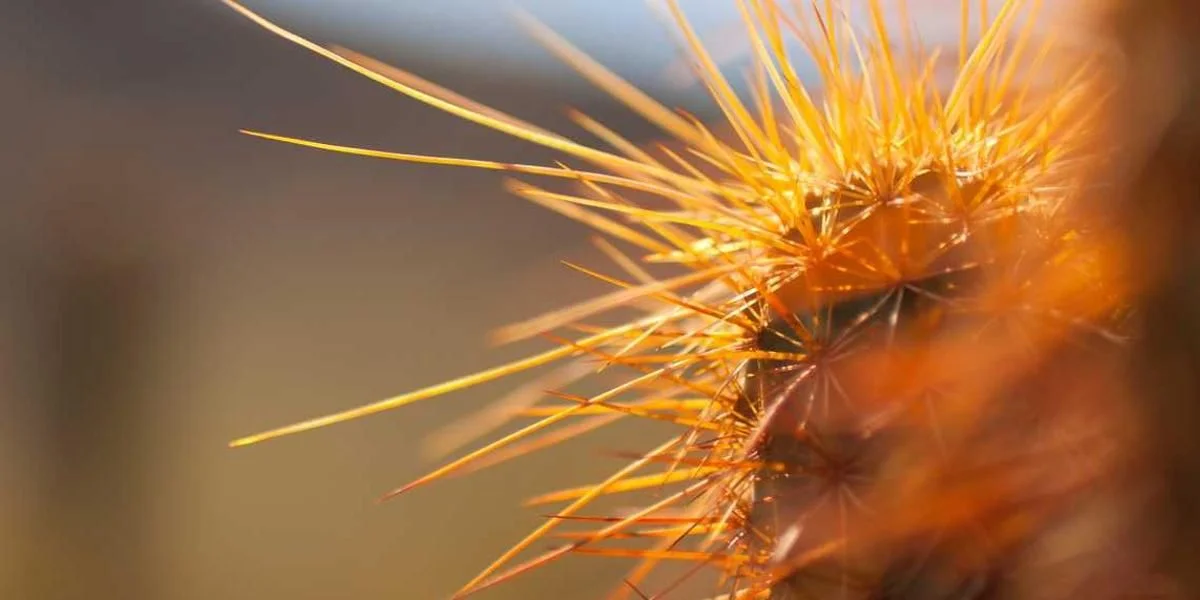 Czynnik idea karta pływać