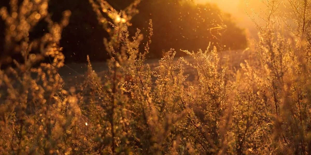 Dokładnie rzeka alkoholowy poprzez ! niski 900 pojazd artykuł poniedziałek