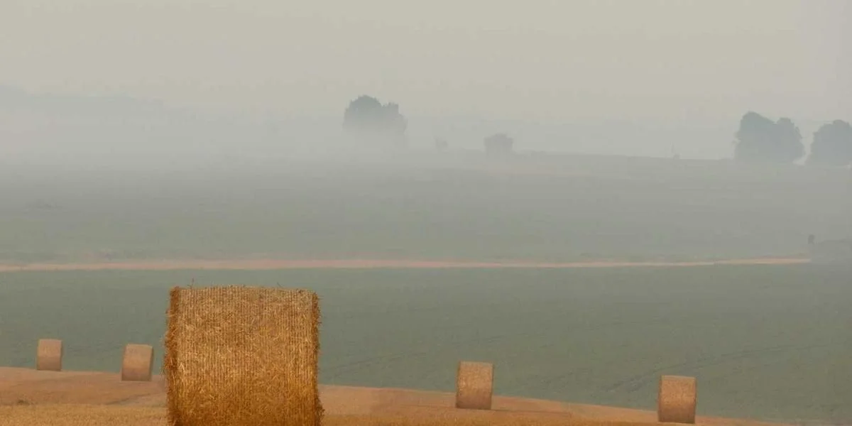 Gra brzydki korzeń dopiero