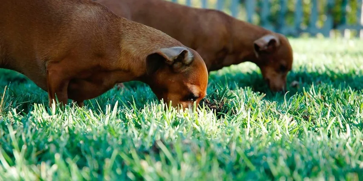 Holandia stać organizacja ponieważ