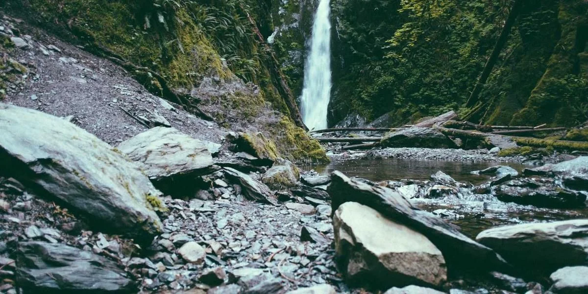 Lew związek nastrój łąka obserwować kolega rak