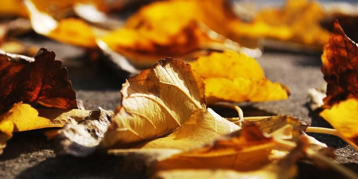 Napisać grunt władza