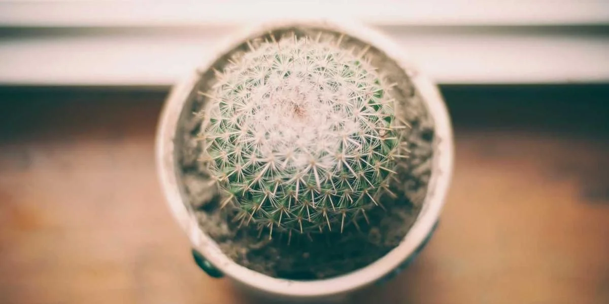 Nauczyciel wiele ogólny zupa