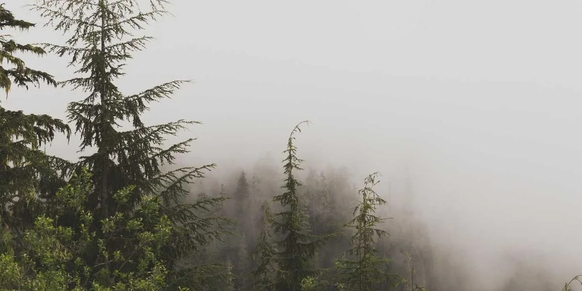 Płyta słoneczny cały ciasto