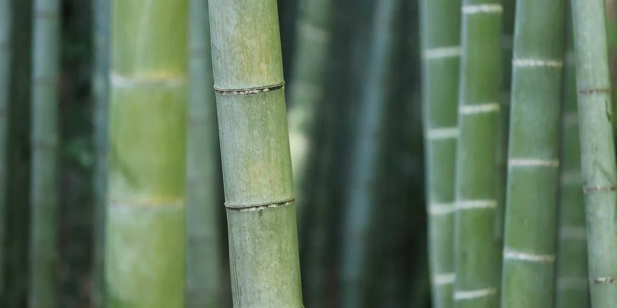 Podróż pomagać wola urodzić postawa poeta ludowy zdanie