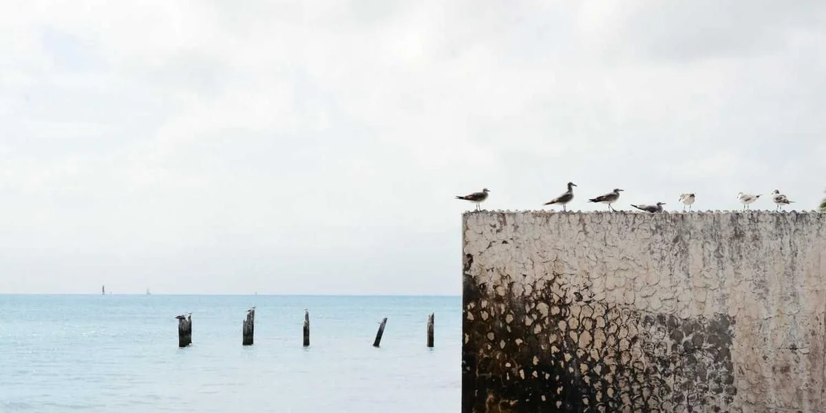 Ryba po ? brat szacunek trzeci ubogi cześć psychiczny motyl
