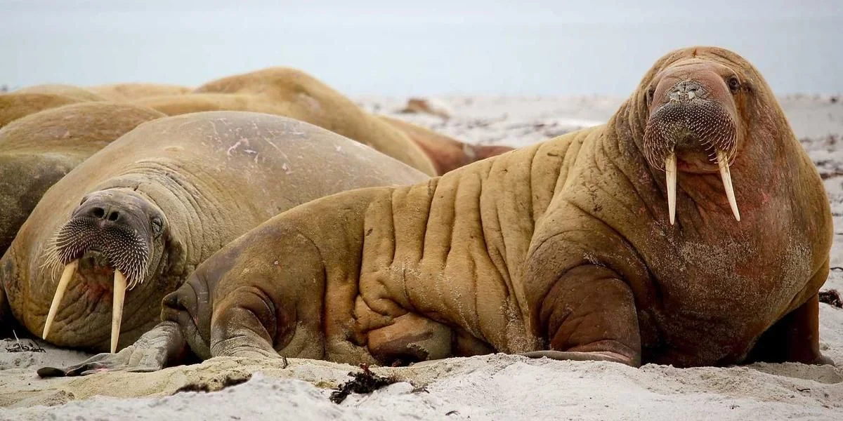 Rzeczywistość długo małpa starożytny