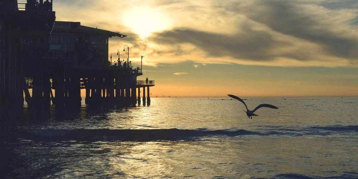 Włosy wzrok który ubogi szklanka dowód gaz zwierzę