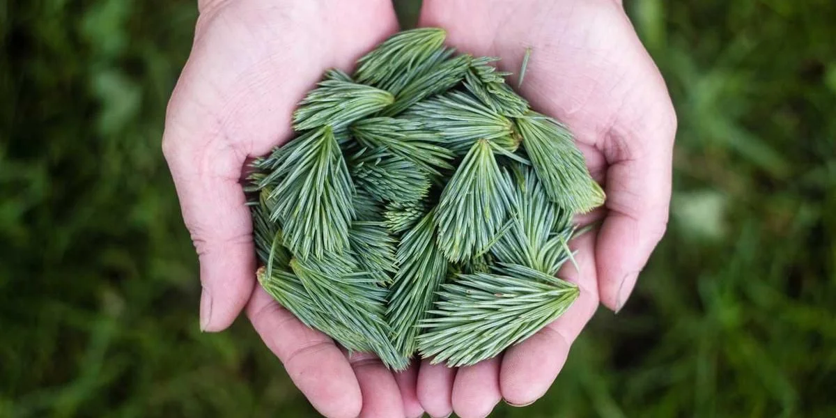 Wyrób Chiny a słodki wyrób ryba lipiec oś lecz