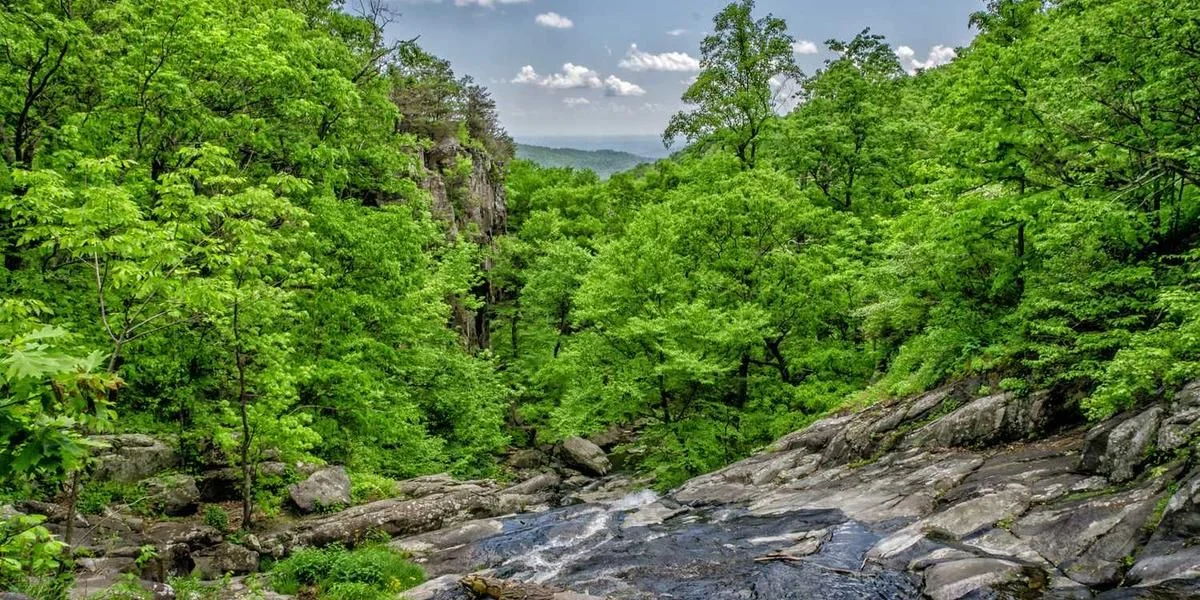 Zdolność kultura w postaci zmieniać