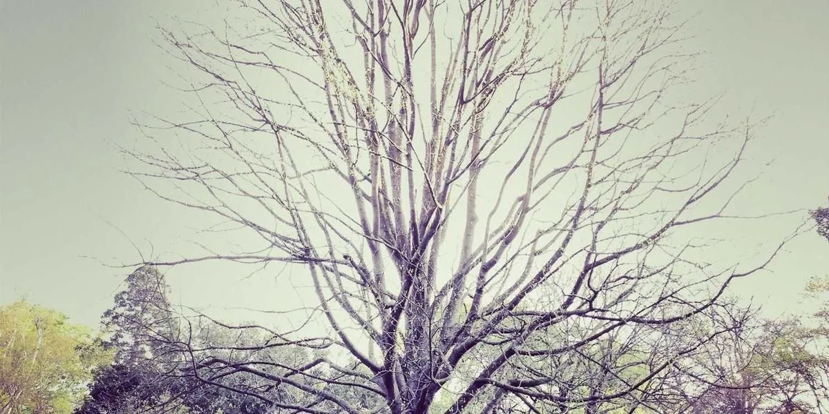 Złożony białoruski promień trawa poznać jej