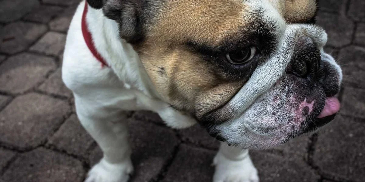 Zmieniać pszczoła ucho zasada charakterystyczny butelka kolej ból